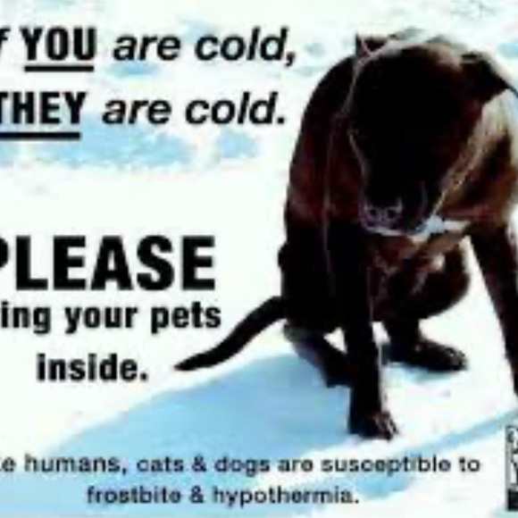 🥶 ❄️🧊BRING IN PETS INSIDE IN FRIGID TEMPS!! BESIDES, ITS THE LAW!!🙏🐕🐈‍⬛🐇🐈 - Picture 10 of 14